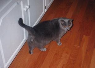 Jedi meowing in irritation