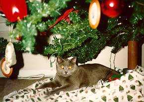 Jedi under the tree