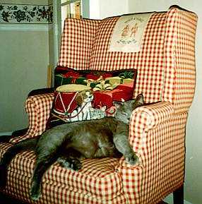 Jedi adult in wing chair