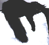 Butterkup's BIG TAIL!!!