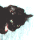 shoice kitty