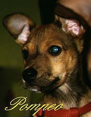 FOTO CANE POMPEO