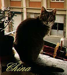 FOTO GATTO CHINA
