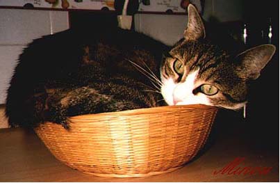 FOTO DI MINOU NEL CESTINO