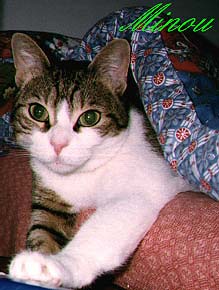 FOTO DI MINOU SOTTO LA COPERTA