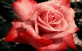 rose picture