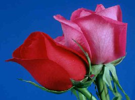 rose picture