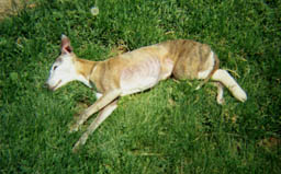 Lydie, sunbathing