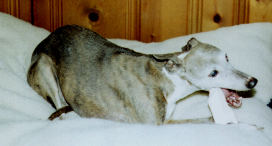 Lydie with her rawhide