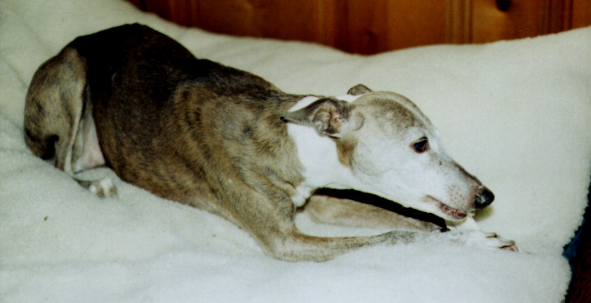 Lydie w/rawhide