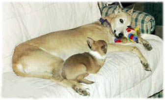 Brenna and Mouse, 4# smooth Chihuahua