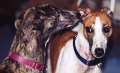 He enjoys Frosty Paws and his best girl, Renegade, during one of his birthday parties.