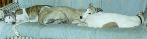 L to R, Frisky, Rachel, and Genny