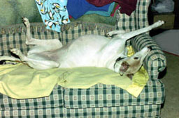 Genny, roachin'