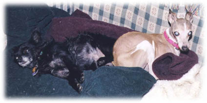 Mistletoe and Jack