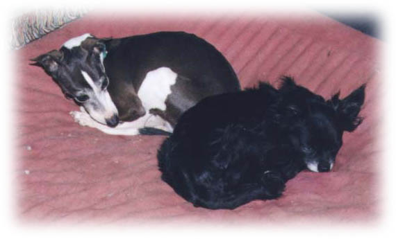 Timber and Jack