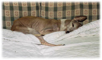Mistletoe, August 2002