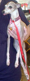 Mistletoe, at Canfield 2002