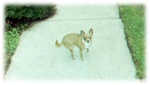 Mouse, July 2003