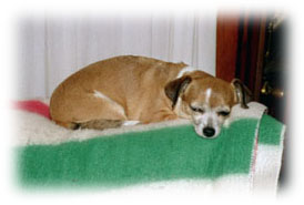 Penny, sleeping on top of rocker