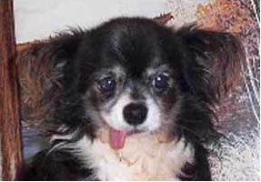 Rocky's rescue photo