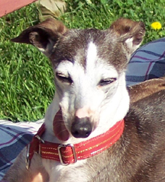 Timber - June 2007