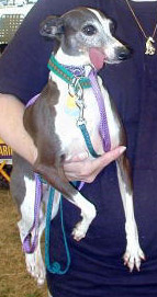 Timber, at Canfield 2002