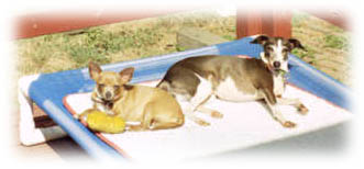Timber and Mouse
