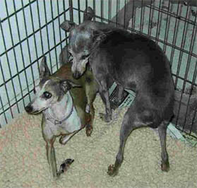 Mistletoe and her mother, Lark, in rescue