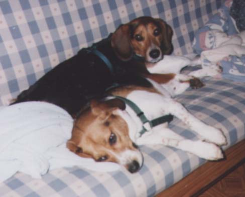 Tucker and Charlie *B*