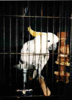 Triton Cockatoo in a cage