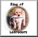 Click to join the ring
of Labrador Retrievers