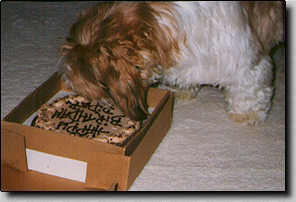 Piper eating his birthday cake.  (1/98  9.7K)