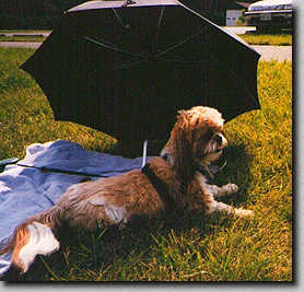 Sitting in the shade of an umbrella (7/97 17K)