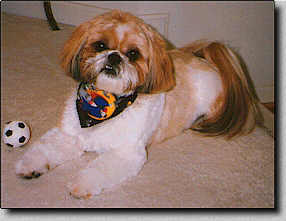 Piper with tiny soccer ball after Halloween grooming.  (10/97  9.8K)