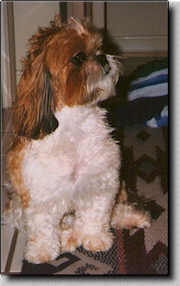 Piper with an atitude.  (11/97  8K)