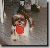Piper with his leash in his mouth. (Fall 96 5K)