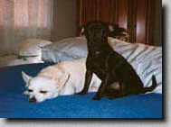 Picture of my cousins (chihuahuas) on the bed at Grandma's house.  (5K)