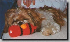 Piper sleeping on the couch by Daddy with his hydant in his mouth. (1/97 7K)