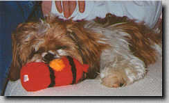 Piper sleeping on the couch by Daddy with his hydant in his mouth.  (1/97 7K)