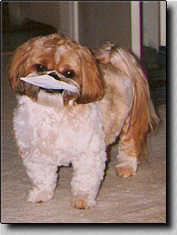 Piper carrying me my birthday card in his mouth. (10/97  7.3K)