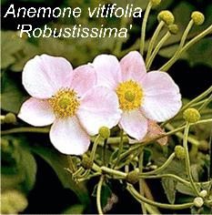 Anemone vitifolia 'Robustissima'