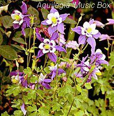 Aquilegia 'Music Box'