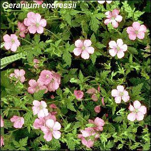 Geranium sanguineum