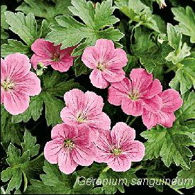 Geranium endresii