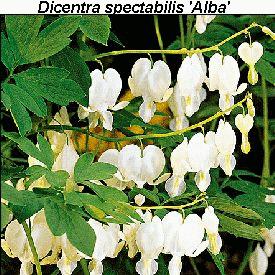 Dicentra spectabilis 'Alba'