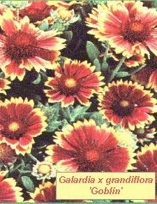 Gaillardia x grandiflora 'Goblin'