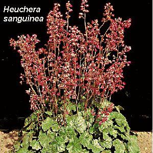 Heuchera sanguinea