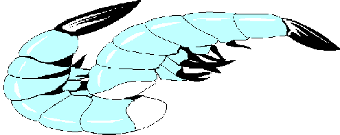 Shrimp