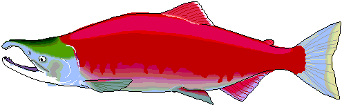 Sockey Salmon